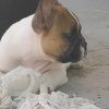 Chiot N°19 (Adopté) – Image 4