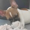 Chiot N°19 (Adopté) – Image 5