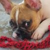 Chiot N°19 (Adopté)