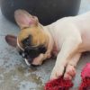 Chiot N°19 (Adopté) – Image 3