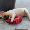 Chiot N°19 (Adopté) – Image 2